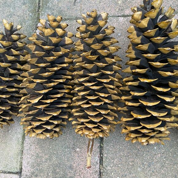 6 Natural Sugar Pine Cones Decorative, Wreaths, Rustic 9" - 14" - Picture 2 of 8
